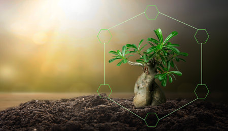 Green plant in soil with hexagon shape, ecology and environment conceptの写真素材