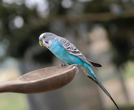 Blue budgerigar sitting on a wooden spoon in the park