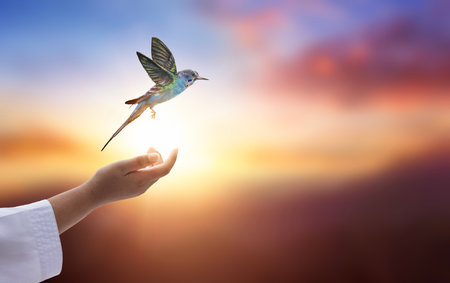 Hummingbird flying over female hand on sunset background. Mixed mediaの写真素材