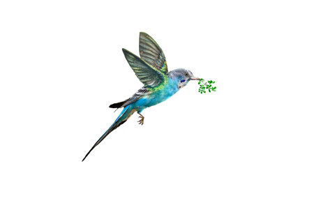 Blue Colibri bird isolated on white background with clipping path.の写真素材