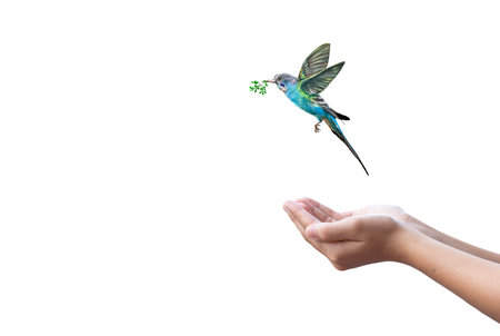 Hummingbird with flower in hand isolated on a white background.の写真素材