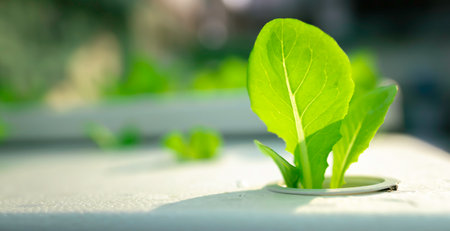 Young green lettuce growing in hydroponic vegetable garden with sunlight.
