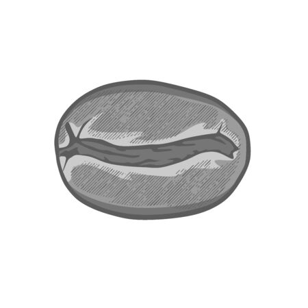 hand drawn coffee bean logo. engraving texture. vector illustrationのイラスト素材