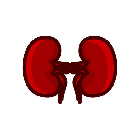 kidney red icon vector illustration isolated on white backgroundのイラスト素材