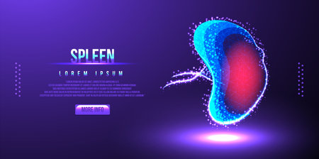 human spleen low poly wireframe vector illustrationのイラスト素材