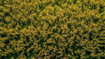 golden Wheat field, Ai Generated Imageの素材
