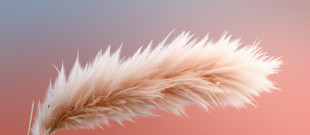 Pampas grass Minimalist Background. Generative AIの素材