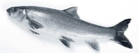 Freshwater fish on a white background