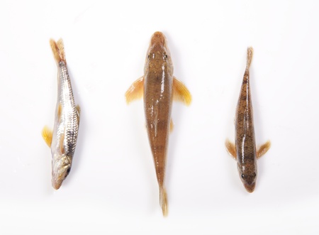 Freshwater fish on a white backgroundの写真素材