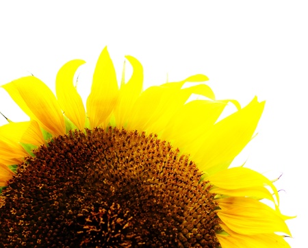 Sunflowerの写真素材
