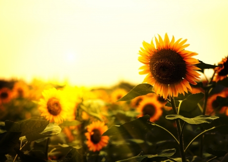 Sunflowerの写真素材