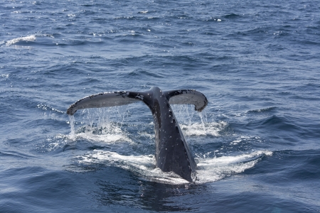 Queensland, Australia, whale jumped seaの写真素材