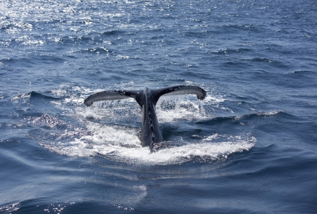 Whale tail, Queensland, Australia, whale jumped seaの写真素材