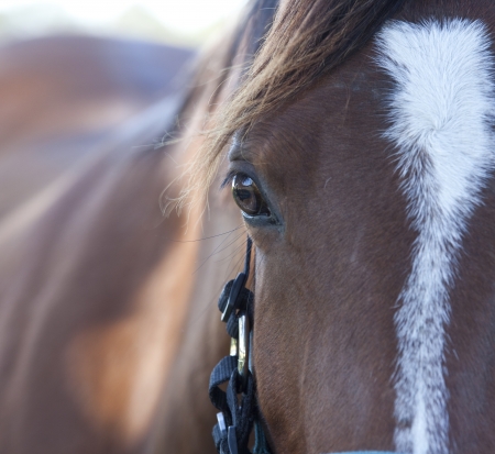 The horse's eyesの写真素材