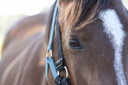 The horse's eyesの写真素材