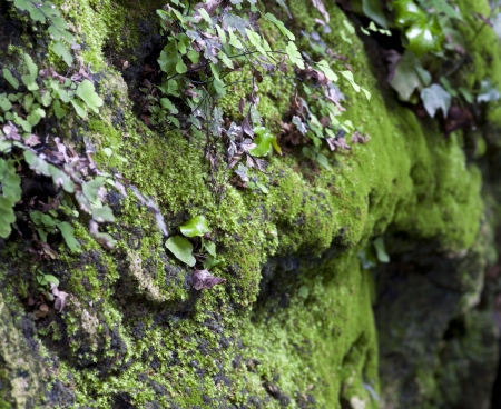 Part of the ground area with a moss and grassの写真素材
