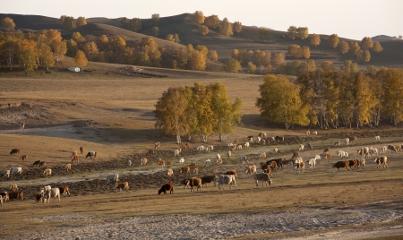 Autumn grass pastures, cattle の写真素材