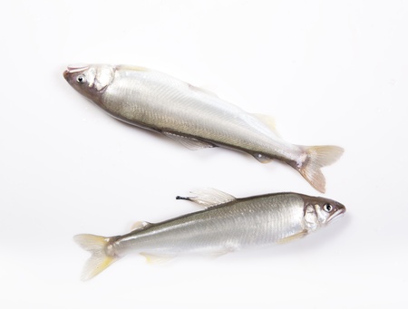 Freshwater fish on a white background