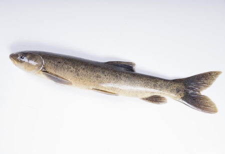 Freshwater fish on a white backgroundの写真素材