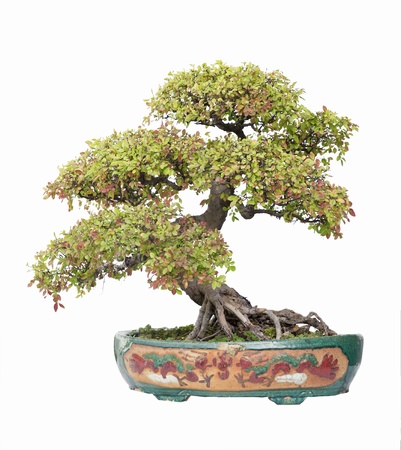 Chinese gardening, elm on a white backgroundの写真素材