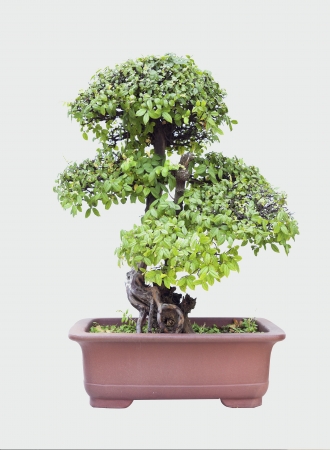 Chinese gardening, elm on a white backgroundの写真素材