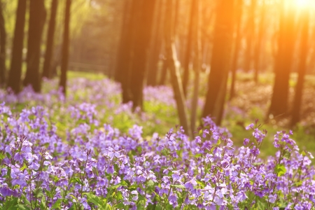 Morning in the woodsの写真素材