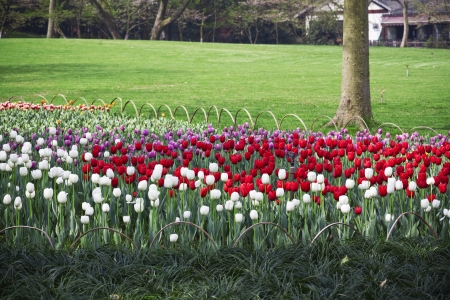 Tulipの写真素材