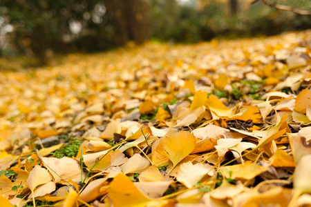 Ginkgo biloba