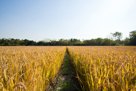 Rice Field