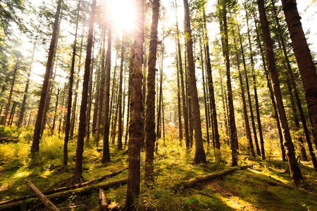Forest trees