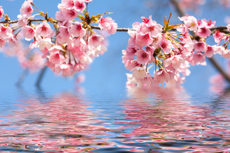 The cherry blossomの写真素材