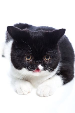 Cat on a white backgroundの写真素材