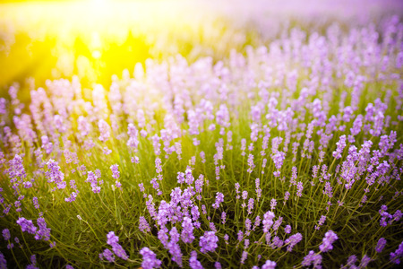 Lavenderの写真素材