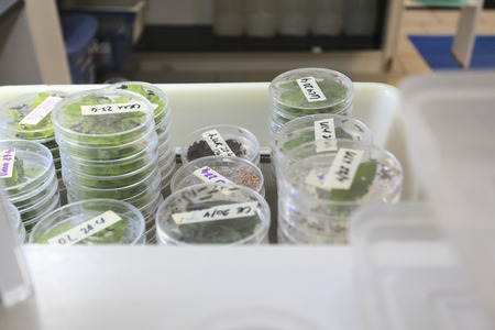 Sample of silkworm