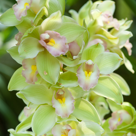 China Orchidの写真素材