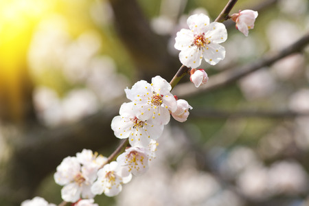 Plum flowerの写真素材