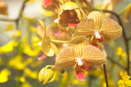 China Orchidの写真素材