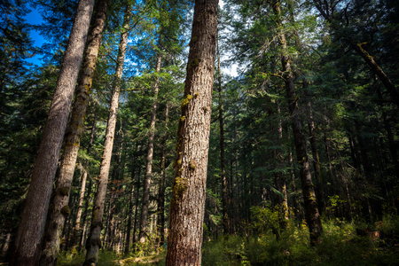 Forest trees and moss
