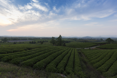 In the evening, China's Jiangsu tea plantation landscapeの写真素材