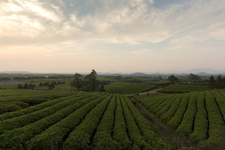 In the evening, China's Jiangsu tea plantation landscapeの写真素材