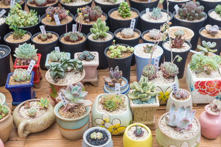 The collection of Succulents bonsaiの写真素材