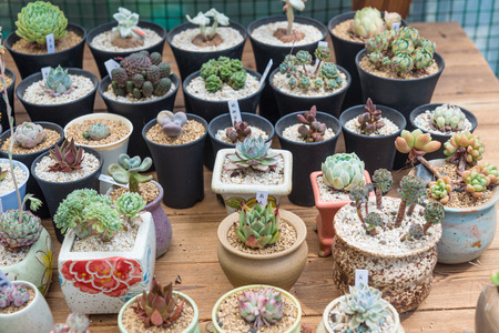View of potted succulents bonsaiの写真素材