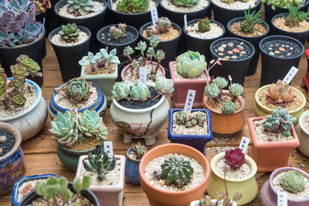View of potted succulents bonsaiの写真素材