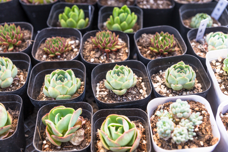 View of potted succulents bonsaiの写真素材