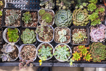 View of potted succulents bonsaiの写真素材