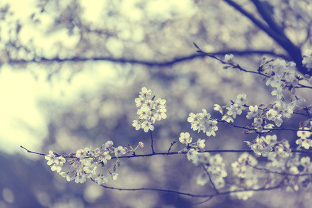 blooming cherry blossom