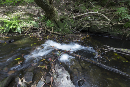 Stream environment in natural parks, Queensland, Australiaの写真素材