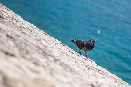 Pigeons on the cliff by the sea