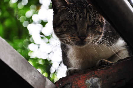 a cat playing on the wall, cute naughtyの写真素材