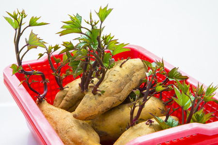 Root vegetables, autumn healthy gourmet sweet potatoes, is an important staple food for human beingsの写真素材